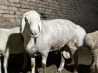 Bélier, Afghan Arabi sheep — photo 5