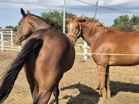 Cheval, Chevaux — photo 1