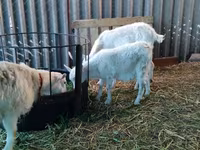 बकरी, Pomellata goat — फ़ोटो 3