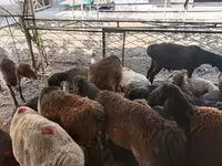 Bélier, Moutons — photo 3