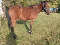 Caballo, Anglo-Arabian — foto 3