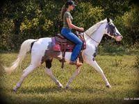 Cheval, National Show Horse — photo 3