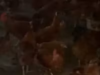 Chickens — Foto 1