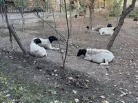 Овца, Дорпер овца — фото 3