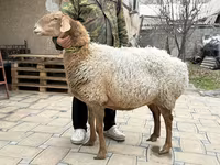 Brebis, Awassi sheep — photo 3