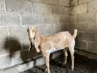 Коза, Nubian Goat — фото 1
