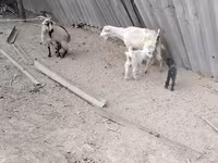 母山羊, Goats — 照片 7