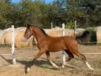 Kůň, Dutch warmblood horse — foto 2