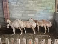 Brebis, Afghan Arabi sheep — photo 1