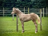 Jument, Black Sea breed — photo 3