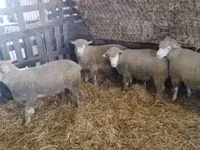 मेढ़ा, Ile-de-France sheep — फ़ोटो 5