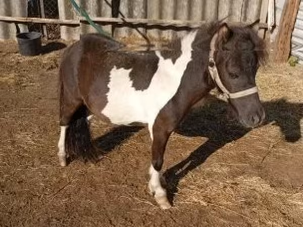 حصان, Falabella