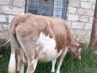 Vache, Zébu azerbaïdjanais — photo 4