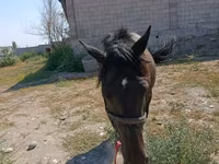 Jument, Skyros Pony — photo 2