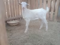बकरी, Russian White goat — फ़ोटो 3