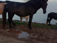 Klisna, Mugalzhar horse — foto 2