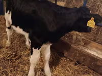 公牛, Simmental cattle — 照片 5
