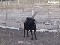 公羊, Shetland sheep — 照片 5