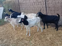 公山羊, Saanen goat — 照片 2