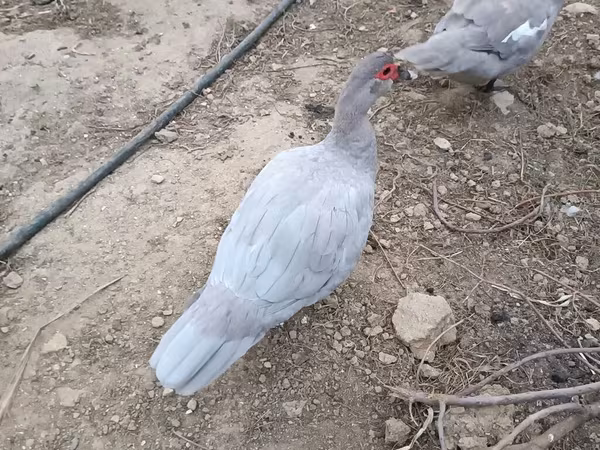 Canard musqué domestique