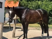 Cavalo, Belgian warmblood horse — foto 7