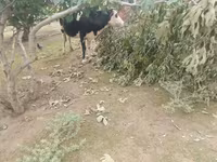 Vaca, Simmental cattle — foto 1