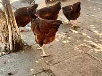Rhode Island Red — foto 7
