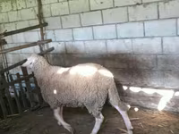 Widder, Baerchuke sheep — Foto 2