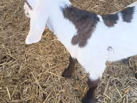 बकरा, Nubian Goat — फ़ोटो 2