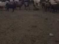Brebis, Edilbay sheep — photo 7