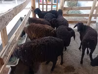 Schaf, Tajik sheep — Foto 2