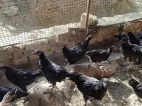 Australorp — photo 2