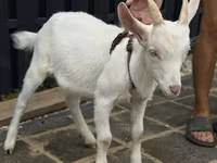 雌ヤギ, Saanen goat — 写真 2