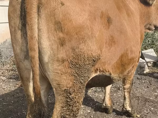 Уй, Сиырлар