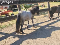 Stute, Shetland Pony — Foto 3