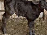 गाय, मवेशी — फ़ोटो 2