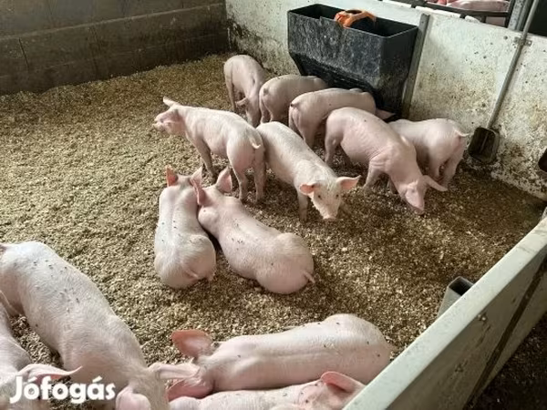 Porcs (lot, sexe non indiqué), Porcs