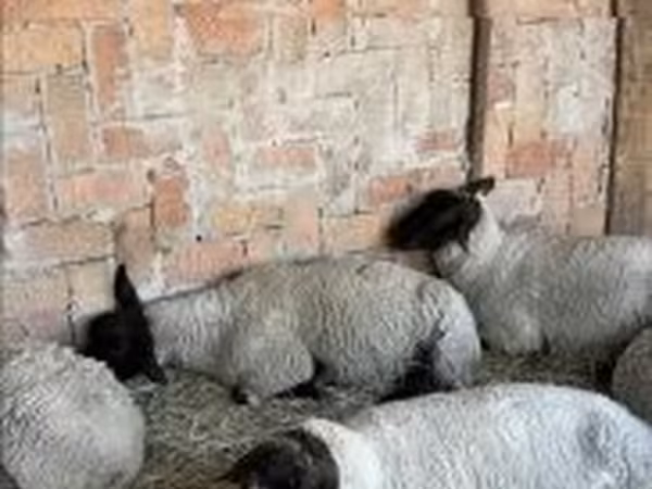 母羊, White Suffolk sheep