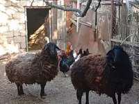 भेड़, Karabakh sheep — फ़ोटो 4