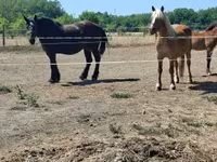 Mare, Horses — photo 8