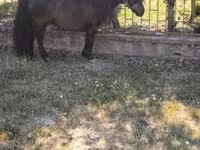 Kůň, Australian Pony — foto 7