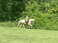 Hengst, Racking Horse — Foto 1