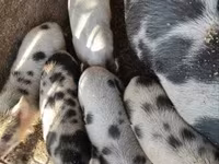 母猪, Кунекуне — 照片 4