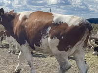 Vache, Race Holstein — photo 3