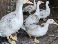 Ducks — 写真 2