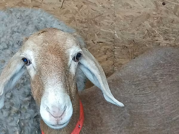 Qoyun, Arashan sheep