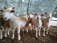 母羊, Ile-de-France sheep — 照片 2