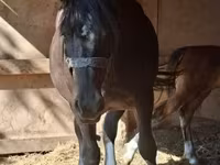 Mare, Horses — photo 4