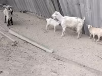 母山羊, Goats — 照片 6