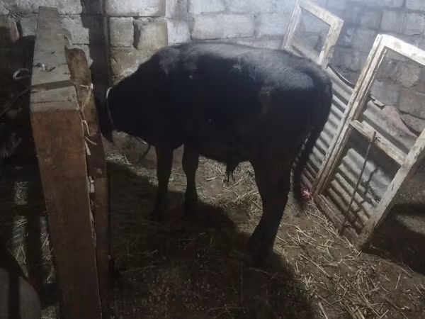 Touro, Aberdeen-Angus